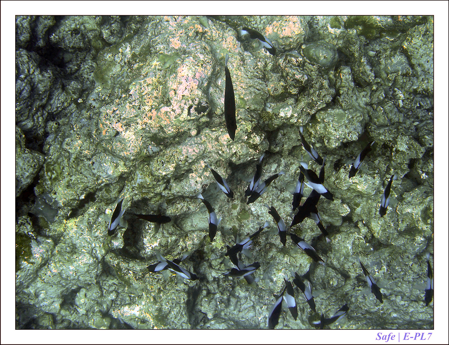 2019 - 07 - Snorkeling maldives - 10